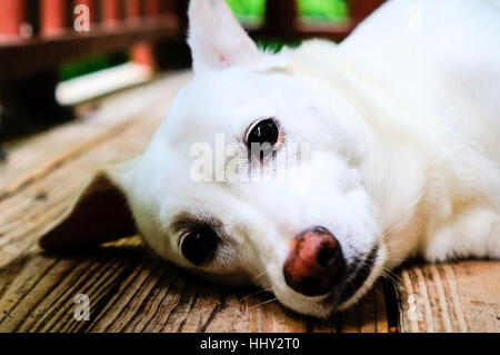 Bianco mix di laboratorio di posa del cane sul portico Foto Stock