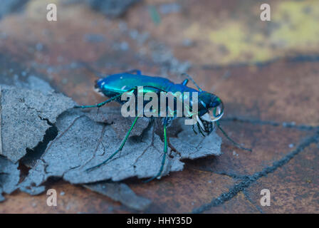 Sei-spotted Tiger Beetle con una goccia di pioggia sulla sua testa. Foto Stock