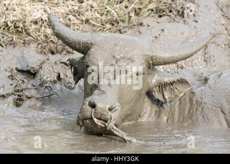 Il bufalo asiatico (Bubalus bubalis) ama immergersi, svegliarsi in un bagno di fango in un laghetto con buco d'acqua in una giornata calda, Fengbin Township, Hualien County Foto Stock