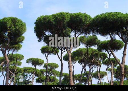 Bellissimi pini larici di Villa Borghese a Roma Italia Foto Stock