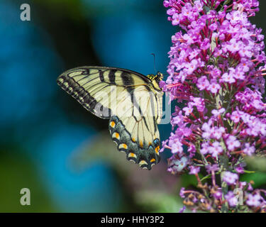 Coda forcuta farfalla sulla boccola a farfalla Foto Stock