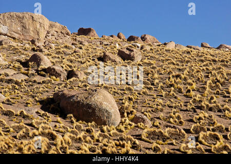 Erba Ichu (Stipa spp.) crescente sul colle roccioso, il Deserto di Atacama, Norte Grande del Cile Foto Stock