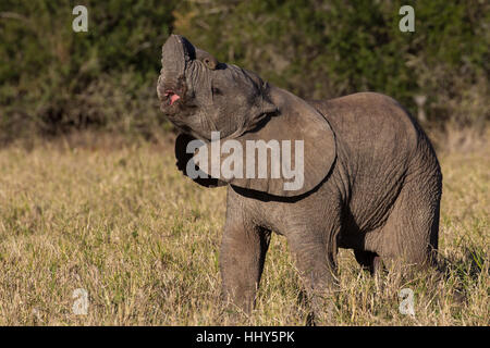 Piccolo elefante africano vitello nel suo ambiente naturale in Sud bush africano Foto Stock