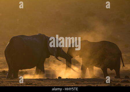 Due elefanti africani sollevando la polvere nella luce dorata, Sud Africa Foto Stock
