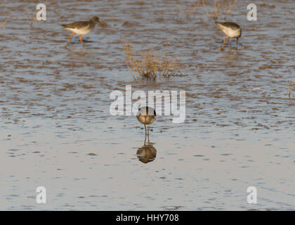 (Redshank Tringa totanus) foraggio. Comune di trampolieri in famiglia Scolopacidae a caccia di invertebrati a Steart paludi, REGNO UNITO Foto Stock