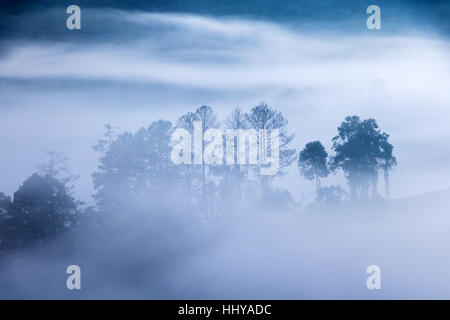 Contorni di alberi nella nebbia lo spunto. Silhouette di alberi nella nebbia nella foresta. Foto Stock