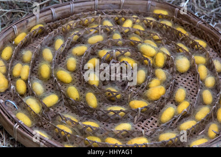 Lo sguardo al giallo Bozzoli di bachi da seta nel cestello di bambù Foto Stock