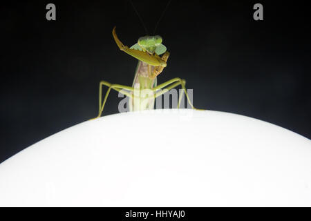 Caccia mantis in seduta notturna di una lampada di illuminazione Foto Stock