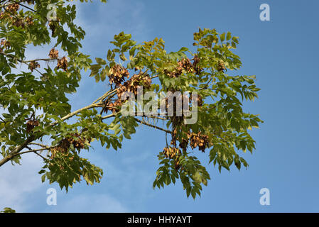 Cenere, Fraxinus excelsior, tasti Foto Stock