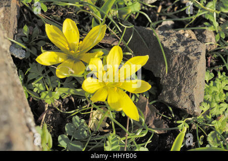 Early Star-di-Betlemme o Radnor Lily, Gagea bohemica Foto Stock