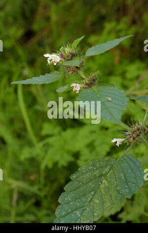 La canapa comune di ortica, Galeopsis tetrahit Foto Stock