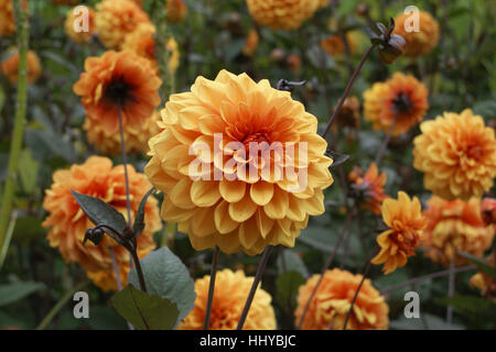 Dahlia 'David Howard' Foto Stock