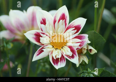 Dahlia 'Fashion Monger' Foto Stock