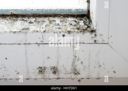 Stampo su moderne finestre in plastica, muffe, funghi, muffe, riparazione, house, riparazione in onda, malati, patogeni pericolosi, salute. Non guarire Foto Stock