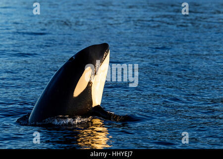 Orca (Orcinus orca) guardando fuori dall'acqua, Spyhopping, Kaldfjorden, Tromvik, Norvegia Foto Stock