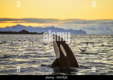 Orca (Orcinus orca) guardando fuori dall'acqua, Spyhopping, tramonto, montagne sul retro, Kaldfjorden, Tromvik, Norvegia Foto Stock