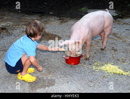 Alimentazione bambino un maiale in agriturismo Foto Stock