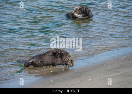 California Sea Otter o Lontra di mare meridionale Lontra, Enhydra lutris nereis, arriva a terra per oziare sulla spiaggia, Elkhorn Slough, CALIFORNIA, STATI UNITI D'AMERICA Foto Stock