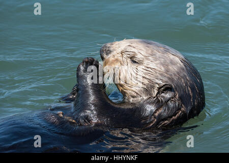 California Sea Otter o Lontra di mare meridionale Lontra, Enhydra lutris nereis ( specie minacciate ), Elkhorn Slough, Moss Landing, California, Stati Uniti Foto Stock