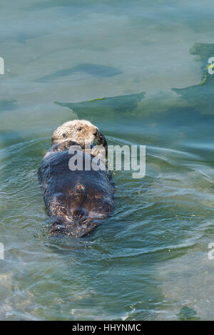 California Sea Otter o Lontra di mare meridionale Lontra, Enhydra lutris nereis ( specie minacciate ), Elkhorn Slough, Moss Landing, California, Stati Uniti Foto Stock