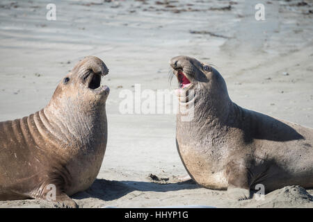 Northern elephant guarnizioni, Mirounga angustirostris, giovani maschi sparring per abuso di posizione dominante della pratica per battaglie successive, PIEDRAS BLANCAS, CALIFORNIA, STATI UNITI D'AMERICA Foto Stock