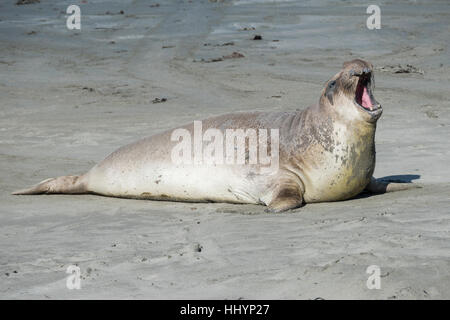 Un maschio di elefante settentrionale guarnizioni, Mirounga angustirostris, vocalizes forzando aria attraverso la sua proboscide, PIEDRAS BLANCAS, CALIFORNIA, STATI UNITI D'AMERICA Foto Stock