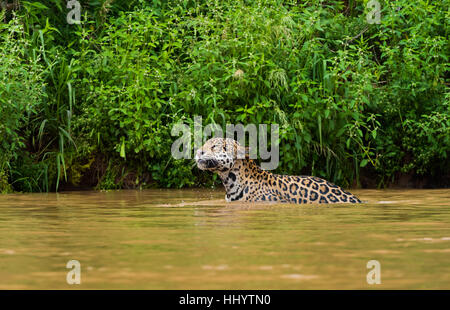 Jaguar in piedi nel fiume disturbati dalle api Foto Stock