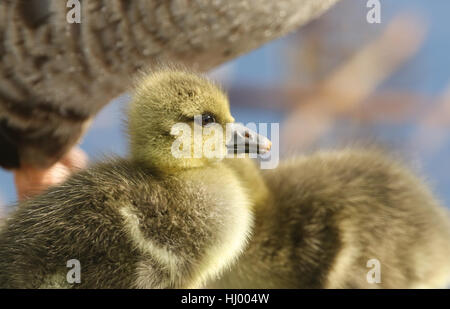 Un colpo di testa di un simpatico baby Graylag Goose gosling (Anser anser). Foto Stock