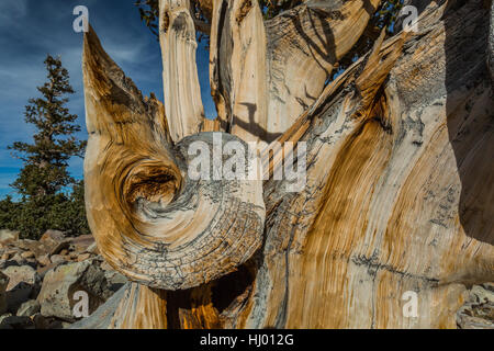 Bella la granella in legno di un antico bacino grande Bristlecone Pine, Pinus longaeva, Parco nazionale Great Basin, Nevada, STATI UNITI D'AMERICA