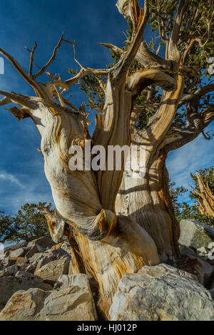 Antica grande bacino Bristlecone Pine, Pinus longaeva, in un boschetto di seguito Wheeler picco nel Parco nazionale Great Basin, Nevada, STATI UNITI D'AMERICA Foto Stock
