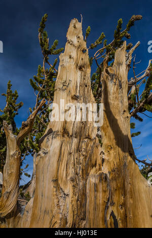 Bella la granella in legno di un antico bacino grande Bristlecone Pine, Pinus longaeva, Parco nazionale Great Basin, Nevada, STATI UNITI D'AMERICA Foto Stock