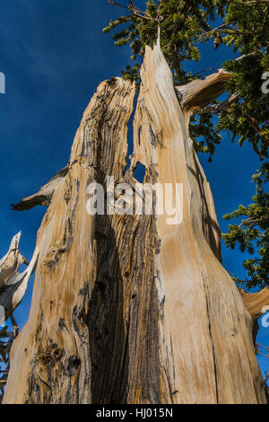 Dead Grande Bacino Bristlecone Pine, Pinus longaeva, in un boschetto di seguito Wheeler picco nel Parco nazionale Great Basin, Nevada, STATI UNITI D'AMERICA Foto Stock
