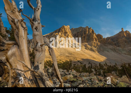 Morto antica Grande Bacino Bristlecone Pine, Pinus longaeva,con Jeff Davis picco, distante Parco nazionale Great Basin, Nevada, STATI UNITI D'AMERICA Foto Stock