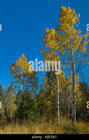 Autunno tremore Aspen, Populus tremuloides, grove nella Bassa Lehman Creek Campeggio, Parco nazionale Great Basin, Nevada, STATI UNITI D'AMERICA Foto Stock