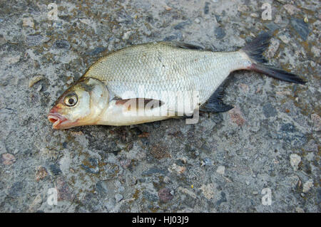 Un pesce morto con una bocca aperta Foto Stock