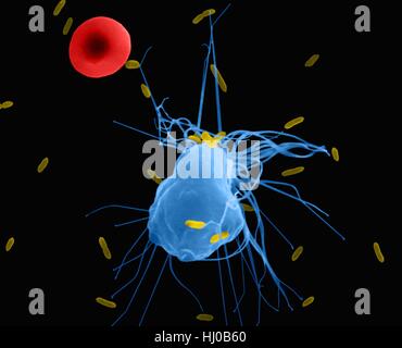 Il macrofago alveolare fagocitosi di E. coli, colorata di microfotografia electron scansione (SEM). Un globulo rosso è in periferia (mammifero del polmone cavo pleurico). Nota il macrofago ha filopodia corto che si estendono dalla cella e aiuto nella ricerca di batteri per la fagocitosi. Un tessuto macrofago è un ampio e maturo che fagocitano possono ingerire e distruggere i microbi invasori, la presenza di particelle estranee, cancerosi o cellule malate e detriti cellulari. (Alveolari del polmone cavo pleurico) i macrofagi sono parte del sistema reticoloendoteliale. Ingrandimento: x825 quando asse minore stampati a 25 millimetri. Foto Stock