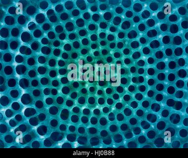 Prova Radiolarian (marine),color scanning electron microfotografia (SEM).Il disco la superficie dello scheletro è composto di silice o di stronzio solfato.La Radiolaria (chiamato anche Radiozoa) sono protozoi che produrre intricati scheletri minerale.Essi sono come lo zooplancton in tutta l'oceano il loro apparato scheletrico Foto Stock