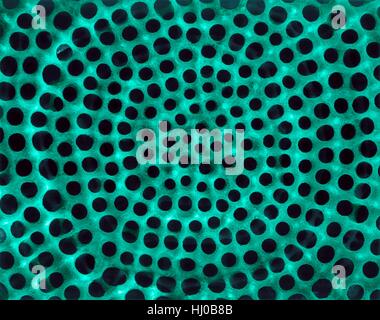 Prova Radiolarian (marine),color scanning electron microfotografia (SEM).Il disco la superficie dello scheletro è composto di silice o di stronzio solfato.La Radiolaria (chiamato anche Radiozoa) sono protozoi che produrre intricati scheletri minerale.Essi sono come lo zooplancton in tutta l'oceano il loro apparato scheletrico Foto Stock