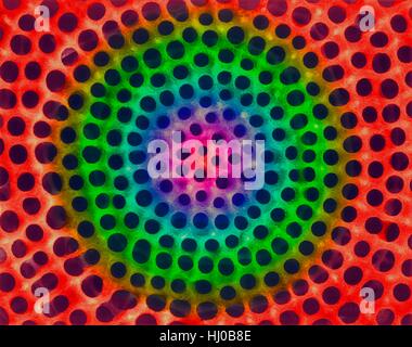 Prova Radiolarian (marine),color scanning electron microfotografia (SEM).Il disco la superficie dello scheletro è composto di silice o di stronzio solfato.La Radiolaria (chiamato anche Radiozoa) sono protozoi che produrre intricati scheletri minerale.Essi sono come lo zooplancton in tutta l'oceano il loro apparato scheletrico Foto Stock