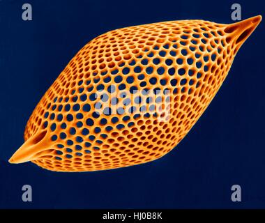 Prova Radiolarian (marine),color scanning electron microfotografia (SEM).Il disco scheletro è composto di silice o di stronzio solfato.La Radiolaria (chiamato anche Radiozoa) sono protozoi che produrre intricati scheletri minerale.Essi sono come lo zooplancton in tutta l'oceano i loro resti scheletrici di fare Foto Stock
