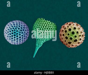 Radiolarian prove (acqua salata),color scanning electron microfotografia (SEM).Il disco scheletri sono composti di silice o di stronzio solfato.La Radiolaria (chiamato anche Radiozoa) sono protozoi che produrre intricati scheletri minerale.Essi sono come lo zooplancton in tutta l'oceano il loro apparato scheletrico Foto Stock