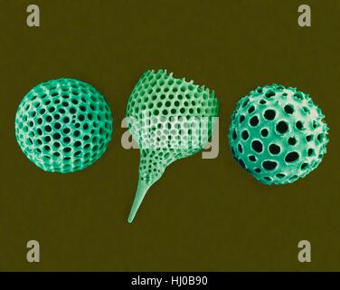 Radiolarian prove (acqua salata),color scanning electron microfotografia (SEM).Il disco scheletri sono composti di silice o di stronzio solfato.La Radiolaria (chiamato anche Radiozoa) sono protozoi che produrre intricati scheletri minerale.Essi sono come lo zooplancton in tutta l'oceano il loro apparato scheletrico Foto Stock