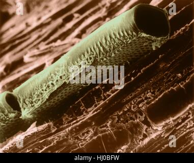 Recipiente conduttivo elemento in montagna in legno di mogano Cercocarpus (sp),color scanning electron microfotografia (SEM).Nota bordered box nella parete di cellulosa.Un conduttore elemento vaso è allungato,l'acqua-cella conduttrice in xilema,uno dei due tipi di elementi tracheary.Le cellule muoiono in età matura,lasciando solo Foto Stock