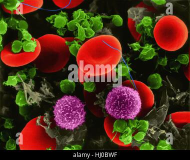 I globuli rossi umani,color scanning electron microfotografia (SEM