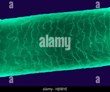 Capelli Umani (Caucasica,brunette),color scanning electron microfotografia (SEM).Lo strato esterno dei capelli (la cuticola) ha scale di sovrapposizione di cheratina.Queste scale sono pensato per evitare che i peli dalla stuoia insieme.i capelli è costituito da proteina fibrosa chiamato cheratina.internamente albero dei capelli è suddiviso in Foto Stock