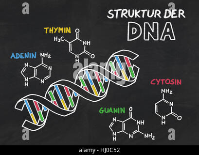 Struttura del DNA da una lista Foto Stock