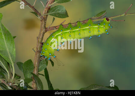 Großes Nachtpfauenauge, Wiener Nachtpfauenauge, Raupe, Saturnia pyri, grande imperatore Moth, Giant Peacock Moth, grande Peacock Moth, gigante imperatore Moth, Foto Stock