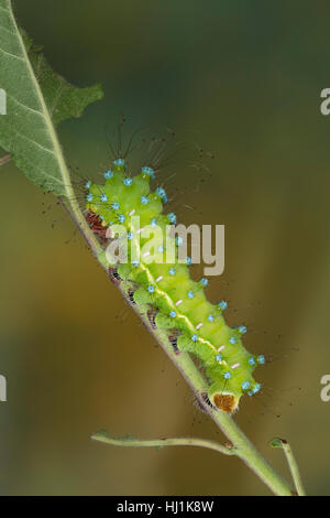 Großes Nachtpfauenauge, Wiener Nachtpfauenauge, Raupe, Saturnia pyri, grande imperatore Moth, Giant Peacock Moth, grande Peacock Moth, gigante imperatore Moth, Foto Stock