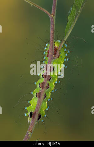 Großes Nachtpfauenauge, Wiener Nachtpfauenauge, Raupe, Saturnia pyri, grande imperatore Moth, Giant Peacock Moth, grande Peacock Moth, gigante imperatore Moth, Foto Stock