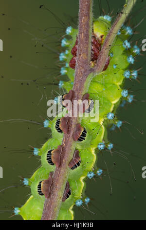 Großes Nachtpfauenauge, Wiener Nachtpfauenauge, Raupe, Saturnia pyri, grande imperatore Moth, Giant Peacock Moth, grande Peacock Moth, gigante imperatore Moth, Foto Stock